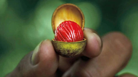 The Wonders of Ucuuba Butter - Radiant Crush