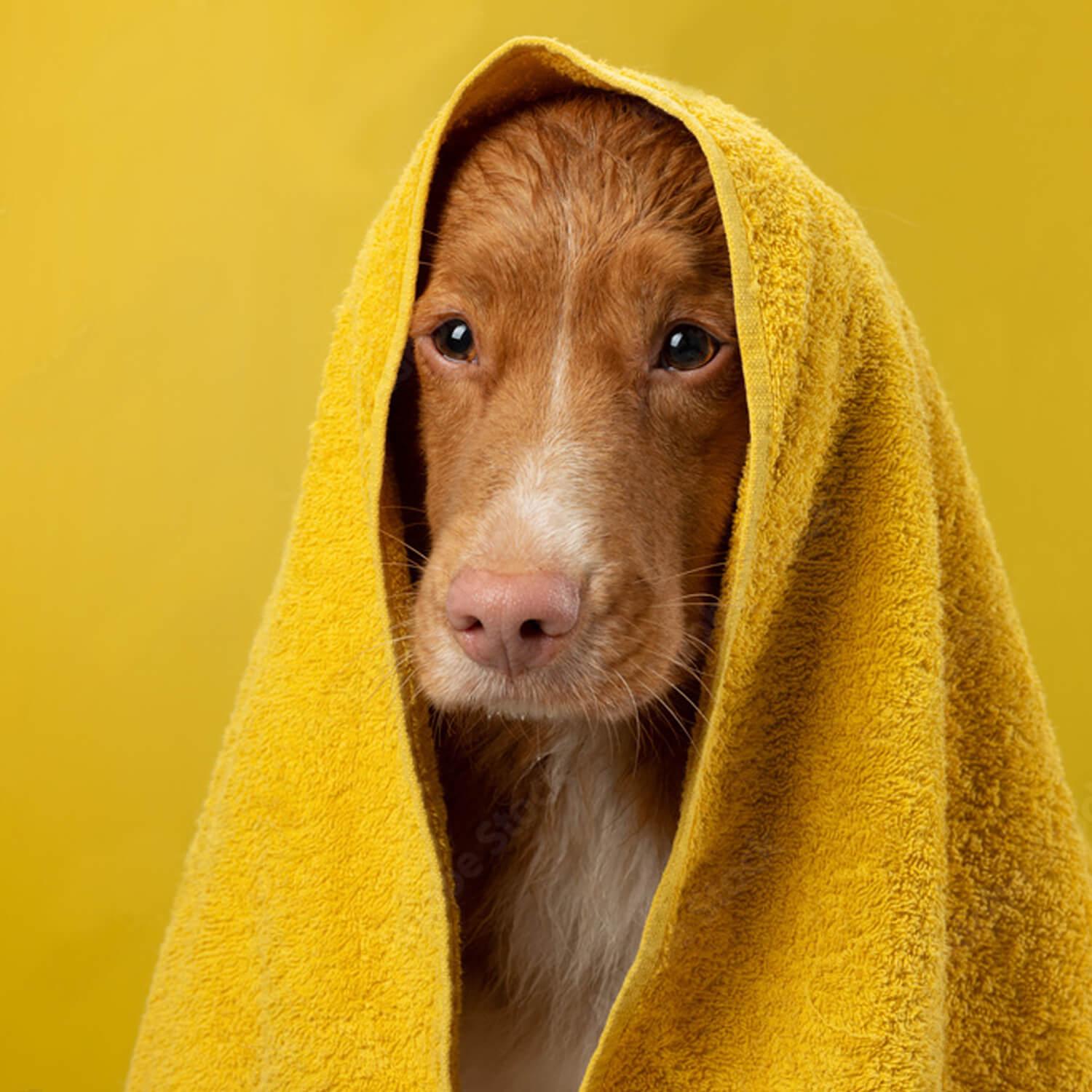 Butt Sniffer Shampoo Bar For Dogs - Radiant Crush