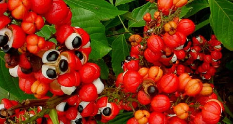 Guarana, the eyes of the Forest - Radiant Crush